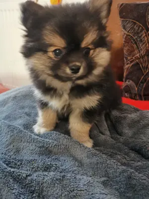 Hunde Welpe PomChi, männlich zu verkaufen 