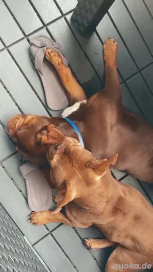 Französische Bulldoggen Geschwister  Bild 5