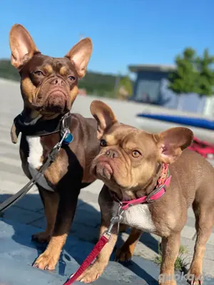 Französische Bulldoggen Geschwister  Bild 4