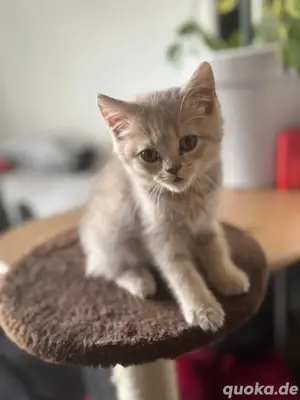 baby katze sucht eine neues Zuhause 