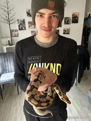 königsphyton zu verkaufen