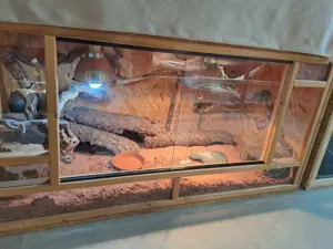 Leoparden-Gecko Zuchtgruppe mit XXL-Terrarium (120 60 60)   komplett abzugeben (Bayreuth)