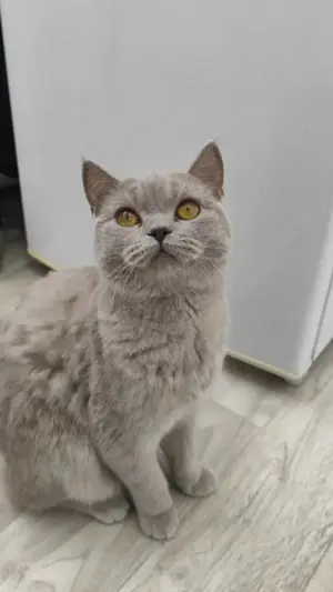 Bkh Katze 15 Monate jung