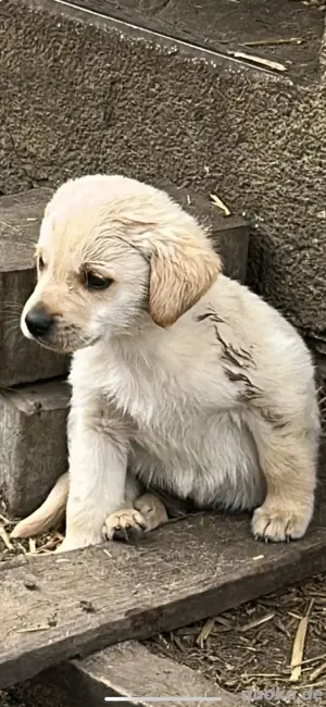 Golden Mix welpen