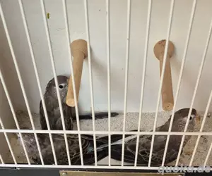 Bourkesittiche 