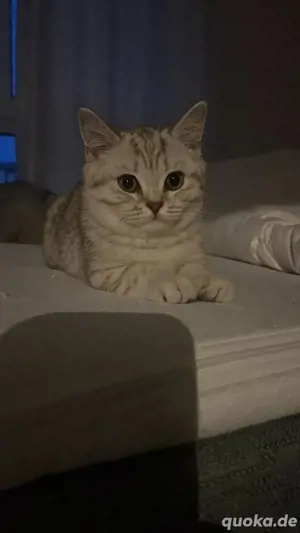 britisch kurzhaar Katze 