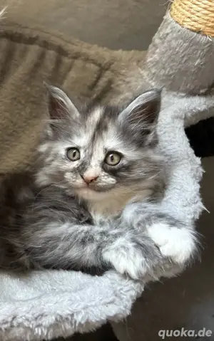Maine Coon Kitten 