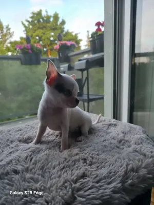 Chihuahua Welpen 