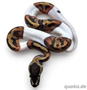 1.0 Baby Piebald Königspython 