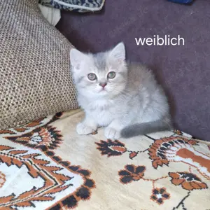 BKH kitten Suchen neues Zuhause