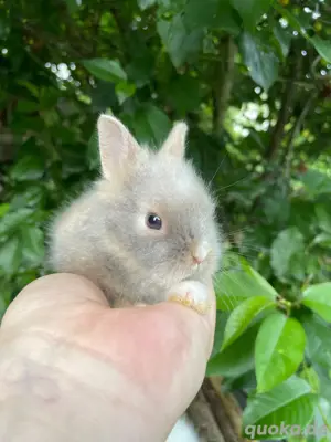 Löwenköpfchen Jungtiere