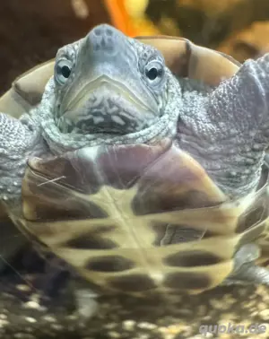 privat Schildkrötenauffangstation 