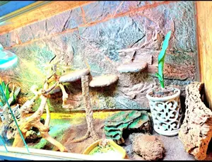 Grosses Terrarium für Bartagamen oder andere Reptilien 