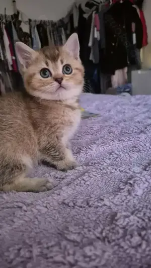 Wunderschöne reinrassige Bkh Kitten