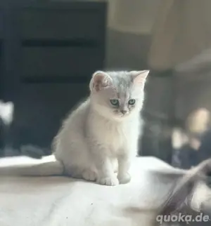 BKH Kitten reinrassig