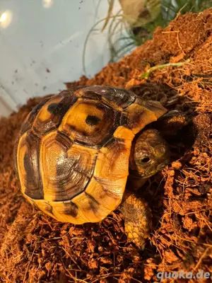 grieschiche Landschildkröte