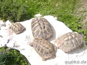 Griechische Landschildkröten 