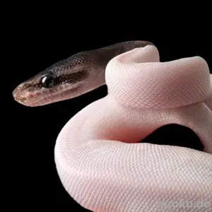 1.0 Baby Cinnamon Piebald Königspython
