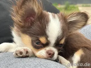 chihuahua rüde mini 
