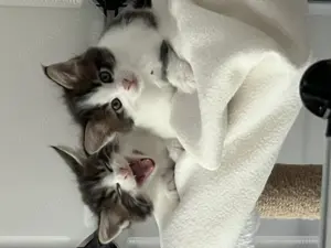 Äußerst seltene Main Coon Kater : 3 farbig