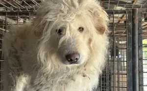 Fluffy im bezaubernden Wuschel-Look