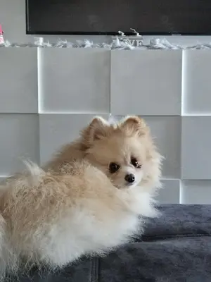 Wunderschöner, reinrassiger Pomeranian (Zwergspitz) Rüde