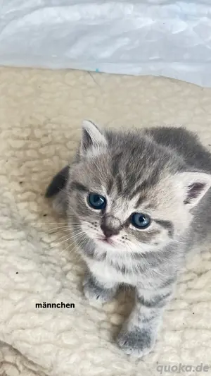 Bkh Kitten