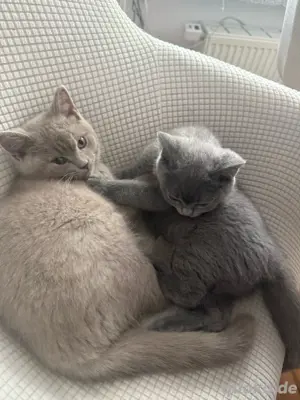 British Shorthair Kitten   Lilac Männchen & Graues Weibchen