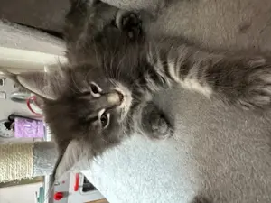 Reinrassige russische XXL Maine Coon Kitten