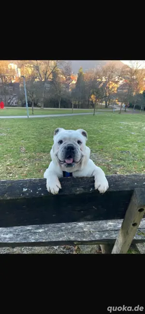 Englische Bulldogge zu verkaufen