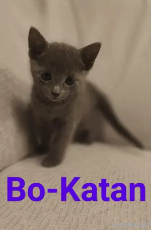 Russisch Blau Kitten 
