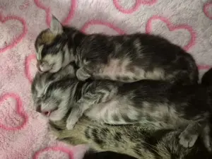Mainecoon kittens