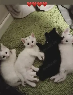 Türkische Van Kitten