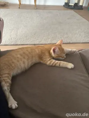 Kater orange