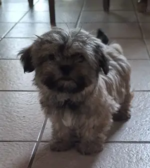 Wundervolle TraumWelpen Familienhund Kleinbleibend Allergiker geeignet 
