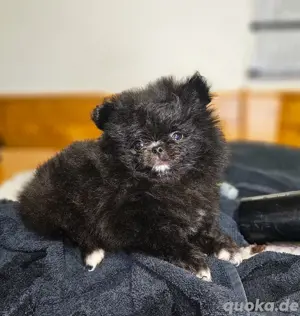 Süße Pomchi welpen , pomeranian  chihuahua 