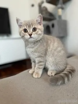 BKH Kitten Bild 2