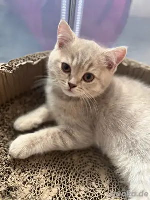 BKH Kitten Bild 3