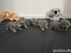 BKH Kitten mitte juli Suchen ein Zuhause:)