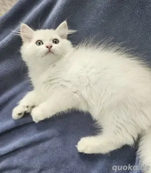 BLH Kitten mit Stammbaum