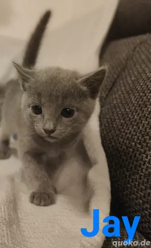 Russisch Blau Kitten 