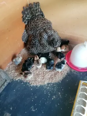 Glucke mit 18 Küken 