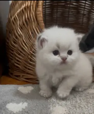 Drei wunderschöne, reinrassig BLH Kitten  Kater mit Stammbaum