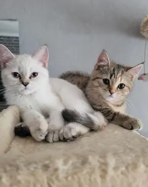 Bkh kitten baby