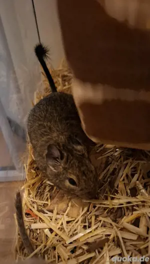 degu Mädchen