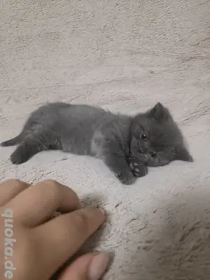 Bkh Kitten Junge