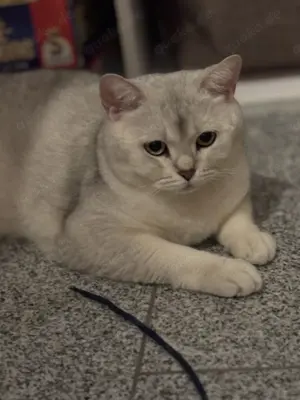 Britische Kurzhaar Katzen 2 Jahre alt ( braun und silver) 