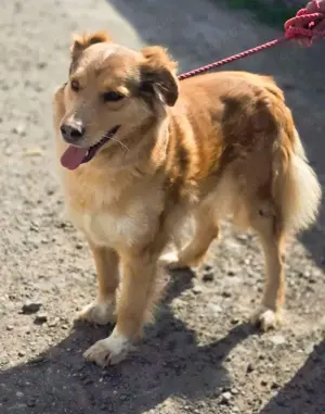Goldi Mix Bub   BAILEY   ist ein großer Schatz Bild 2