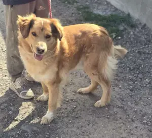 Goldi Mix Bub   BAILEY   ist ein großer Schatz Bild 3