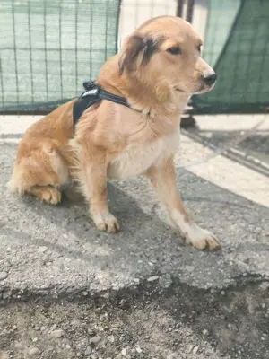 Goldi Mix Bub   BAILEY   ist ein großer Schatz Bild 9